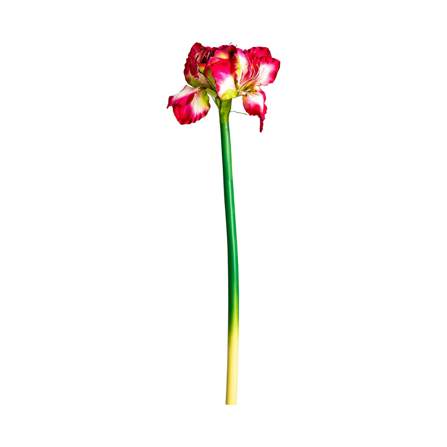 AMARYLLIS FLOWER